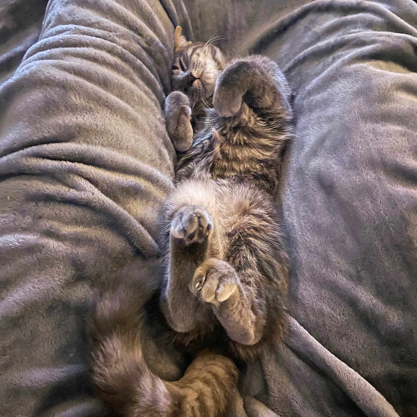 Jeanne participe au concours pour gagner de l'argent avec cette photo : cat, tabby_cat, pet, animal, feline, sleeping, relaxed, cozy, blanket, soft_texture, paws, fur, tail, indoor, resting, cute, domestic_animal, comfort, lying_down, nap