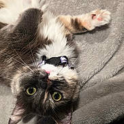 Precious joined the competition — help win amazing prizes! animal, cat, close_up, collar, cute, domestic, feline, fluffy, fur, gray_blanket, green_eyes, indoor, lying_down, paw, pet, pink_nose, playful, relaxed, soft_texture, whiskers