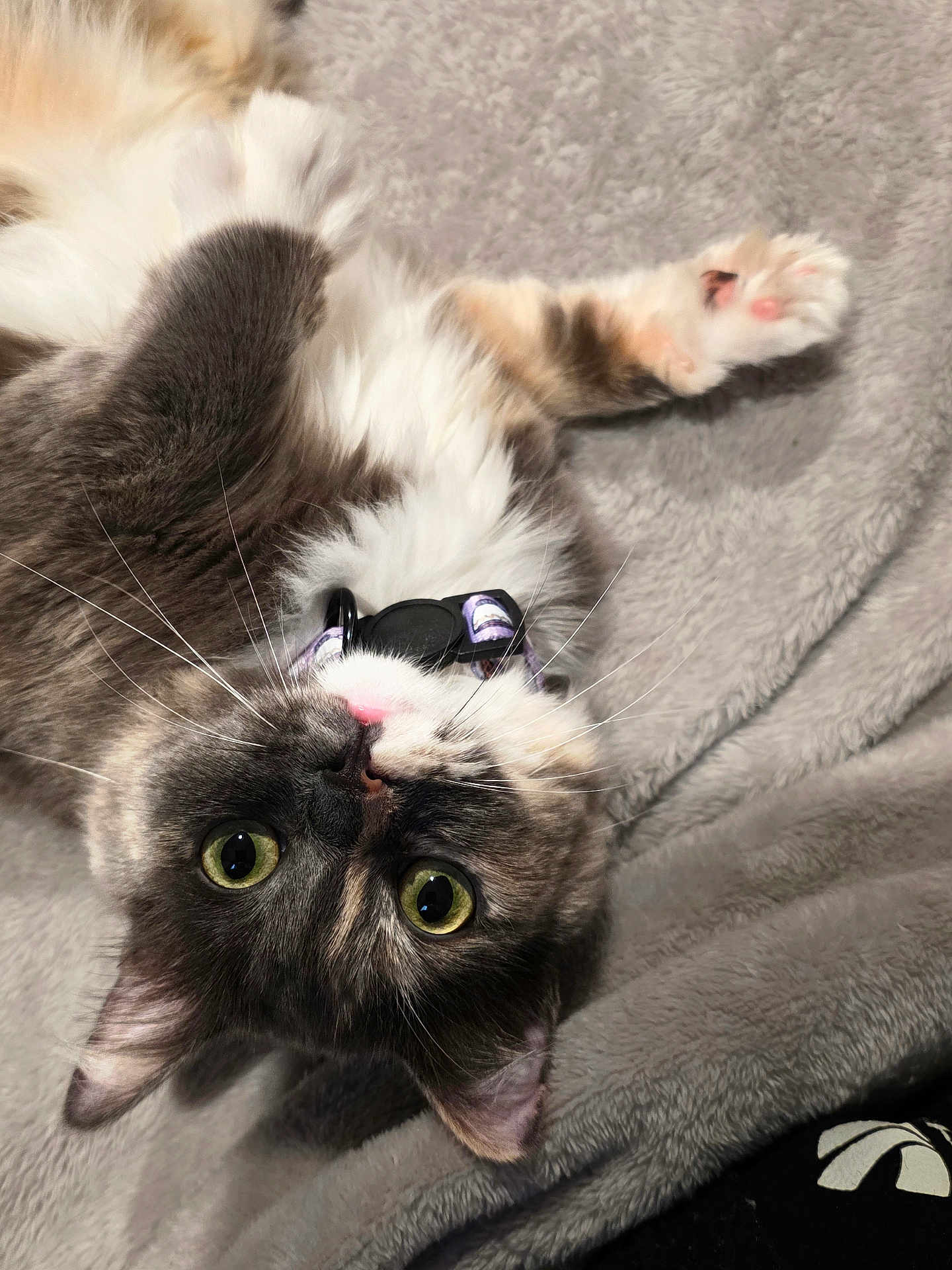 Precious joined the competition — help win amazing prizes! animal, cat, close_up, collar, cute, domestic, feline, fluffy, fur, gray_blanket, green_eyes, indoor, lying_down, paw, pet, pink_nose, playful, relaxed, soft_texture, whiskers