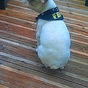 Teddy a rejoint le concours — aidez-le/la à gagner de superbes lots ! dog, small_dog, collar, fbi_collar, wooden_deck, pet, animal, sitting, outdoor, side_view, white_dog, short_hair, ears_up, alert, canine, companion, domestic_animal, quiet, daylight, closeup