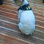 dog, small_dog, collar, fbi_collar, wooden_deck, pet, animal, sitting, outdoor, side_view, white_dog, short_hair, ears_up, alert, canine, companion, domestic_animal, quiet, daylight, closeup