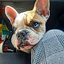dog, french_bulldog, close_up, pet, resting, car_interior, harness, barkhaus, ear, face, snout, fur, animal, canine, sunlight, blue_eye, person, knee, plaid_pants, seat