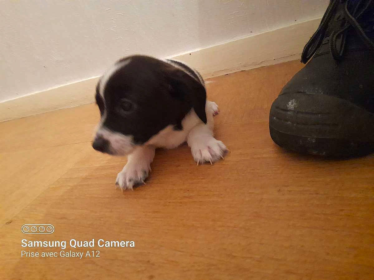 Youki a rejoint le concours — aidez-le/la à gagner de superbes lots ! boston_terrier, carnivore, companion_dog, dog, dog_breed, floor, flooring, fur, hardwood, laminate_flooring, paw, tail, terrestrial_animal, toy, toy_dog, varnish, wood, wood_flooring, wood_stain, working_animal