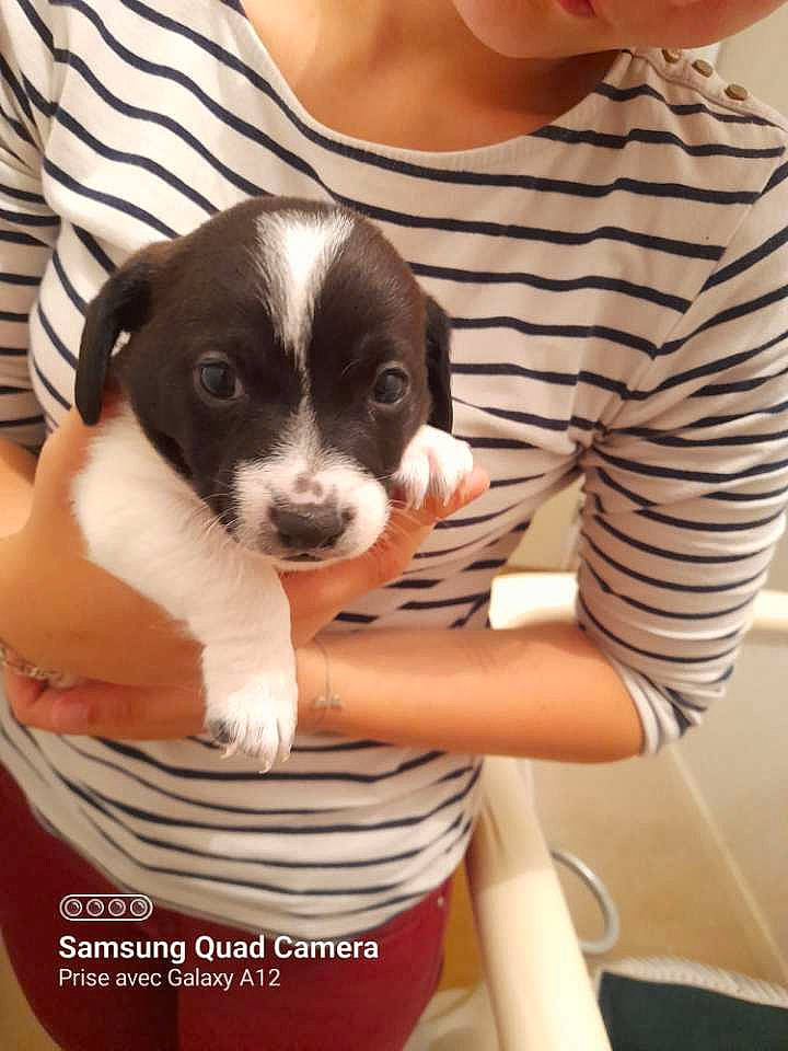 Youki participe au concours pour gagner de l'argent avec cette photo : arm, carnivore, child, clothing, comfort, companion_dog, dog, dog_breed, fawn, fur, gesture, happy, pattern, sitting, sleeve, snout, sporting_group, t_shirt, toy_dog, working_animal