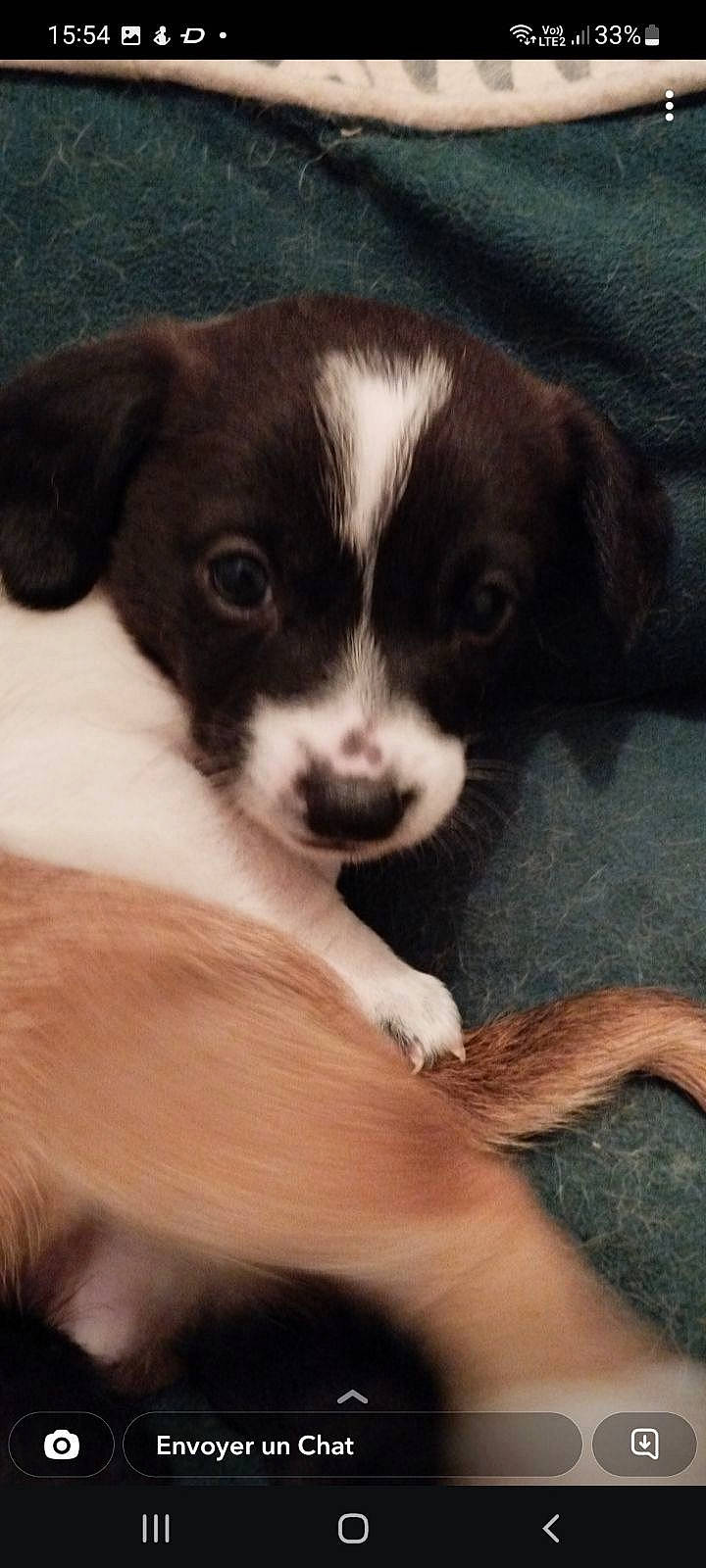 Youki participe au concours pour gagner de l'argent avec cette photo : bored, canidae, carnivore, companion_dog, dog, dog_breed, fur, non_sporting_group, paw, puppy, puppy_love, snout, sporting_group, terrestrial_animal, whiskers, working_animal