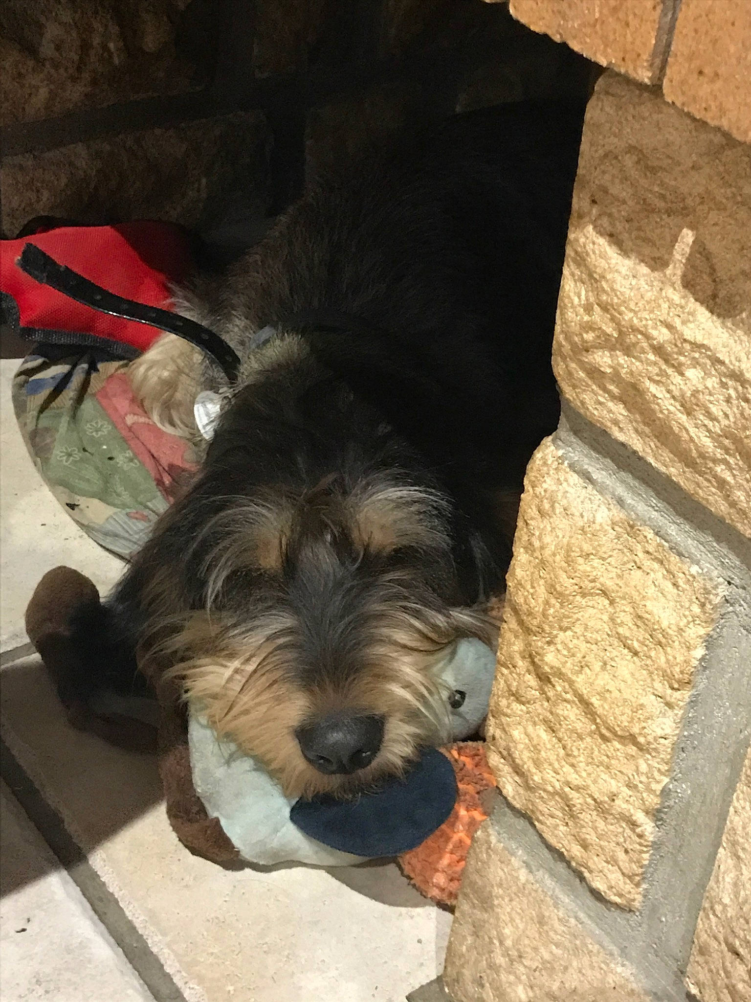 Olya participe au concours pour gagner de l'argent avec cette photo : canidae, carnivore, dog, dog_breed, mammal, puppy, schnoodle, small_terrier, snout, sporting_group, terrier, toy_dog