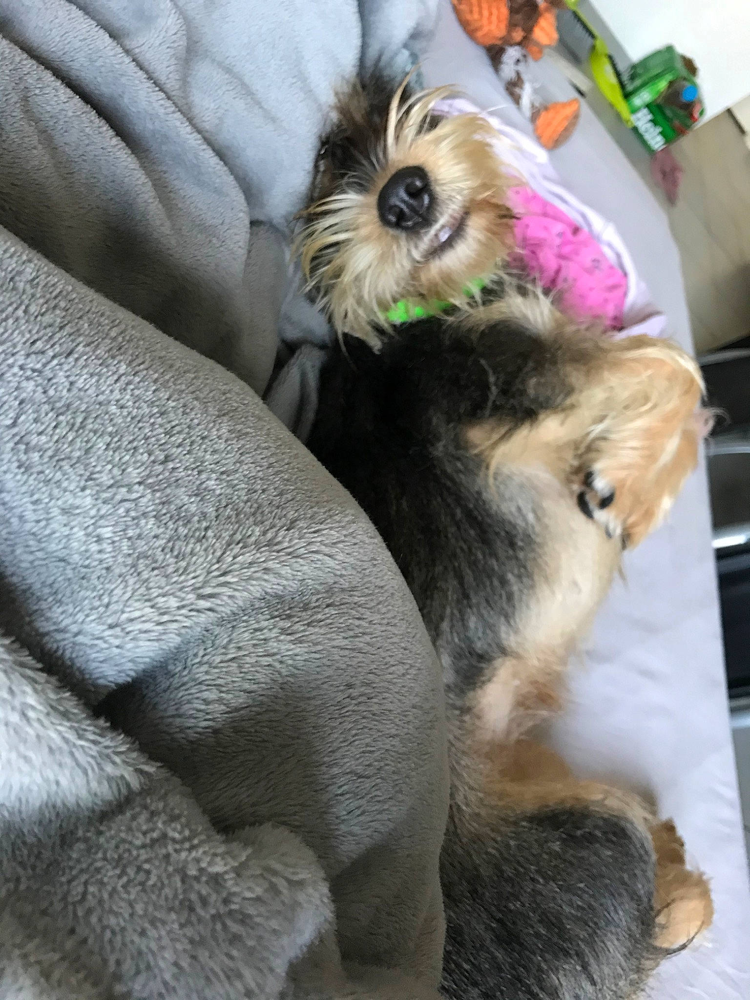 Olya participe au concours pour gagner de l'argent avec cette photo : australian_silky_terrier, canidae, carnivore, companion_dog, dog, dog_breed, fur, mammal, miniature_schnauzer, morkie, norwich_terrier, puppy, puppy_love, schnauzer, small_terrier, terrier, toy_dog, vertebrate, yorkshire_terrier