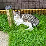 animal, calm, cat, daylight, domestic_cat, fence, garden_light, grass, greenery, lying_down, nature, outdoor, pet, relaxed, resting, small_patch, solarpanel, striped, tabby_cat, wooden_fence