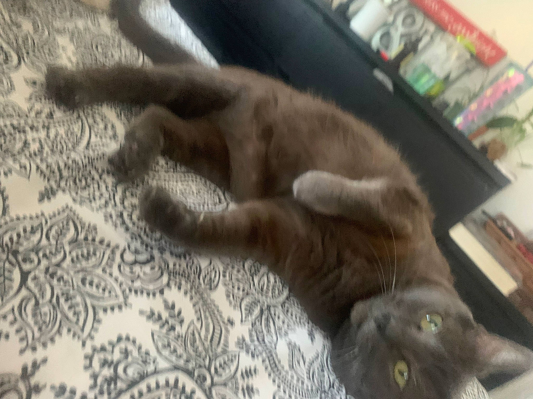 Ashley joined the competition — help win amazing prizes! carnivore, cat, claw, comfort, domestic_short_haired_cat, fawn, felidae, flooring, fur, hardwood, linens, mammal, paw, room, russian_blue, shelf, small_to_medium_sized_cats, tail, whiskers, wood