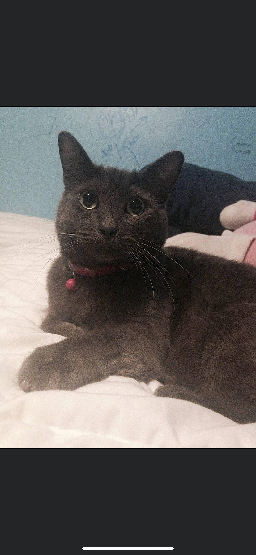 Ashley is registered to the contest to win money with this photo: black_cat, carnivore, cat, cat_supply, comfort, domestic_short_haired_cat, ear, felidae, fur, small_to_medium_sized_cats, snout, whiskers, window