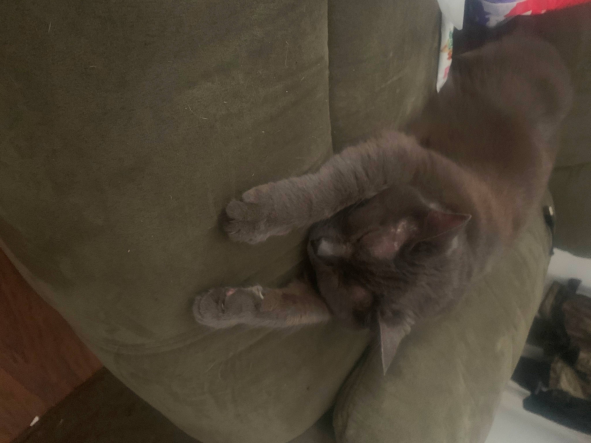 Ashley joined the competition — help win amazing prizes! abdomen, art, carnivore, cat, comfort, domestic_short_haired_cat, elbow, fawn, felidae, foot, fur, gesture, human_leg, knee, small_to_medium_sized_cats, tail, trunk, whiskers, wood, wrist