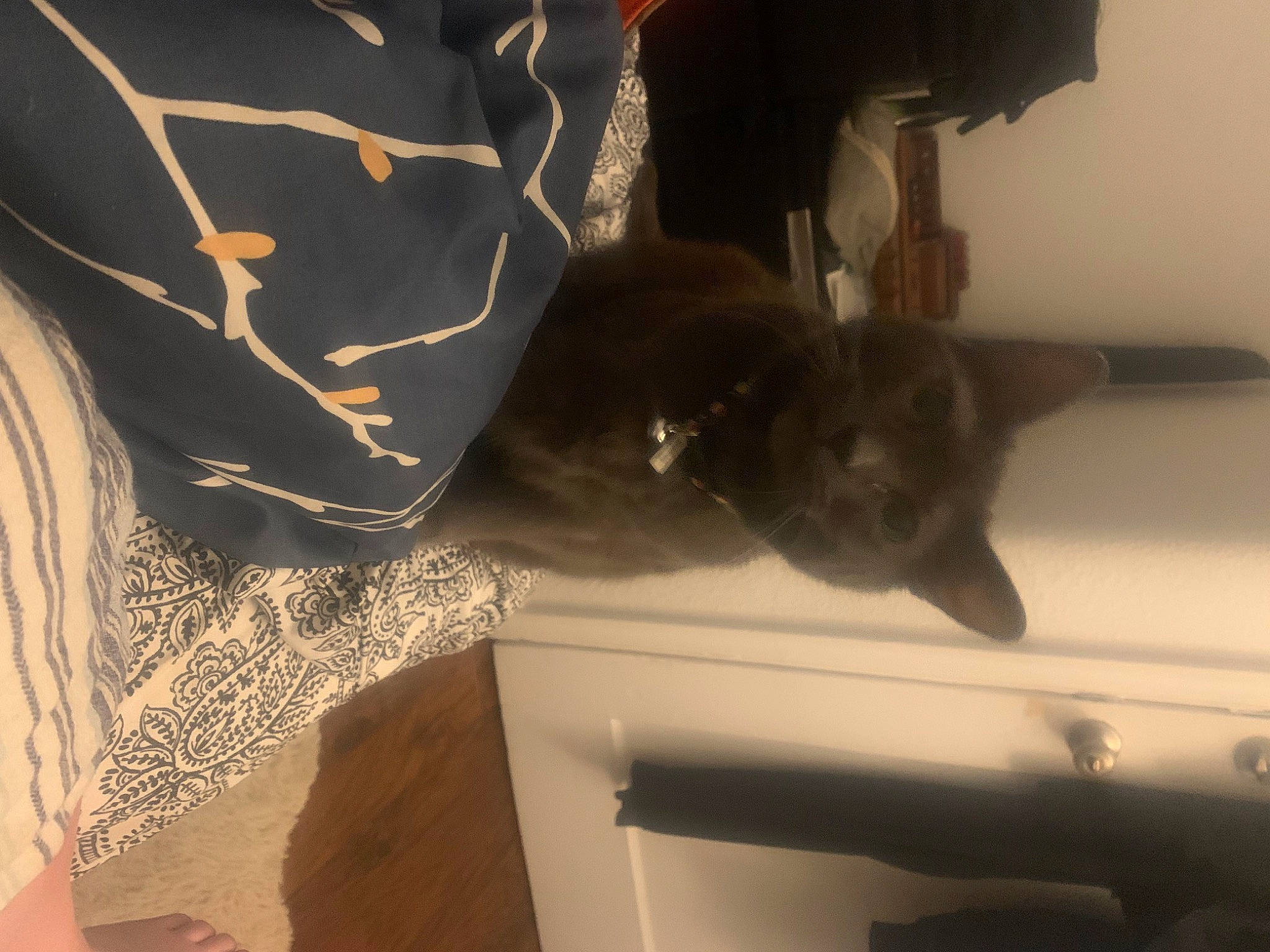 Ashley joined the competition — help win amazing prizes! black_cat, canidae, carnivore, cat, ceiling, domestic_short_haired_cat, elbow, felidae, fur, gesture, pattern, room, shadow, sleeve, small_to_medium_sized_cats, tail, tints_and_shades, visual_arts, whiskers, window