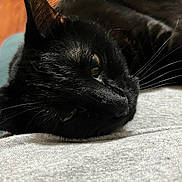 Midnight is registered to the contest to win money with this photo: black_cat, cat, pet, animal, close_up, lying_down, fur, whiskers, eye, reflection, indoor, gray_fabric, soft_texture, wood_floor, relaxed, calm, domestic_cat, mammal, cute, feline