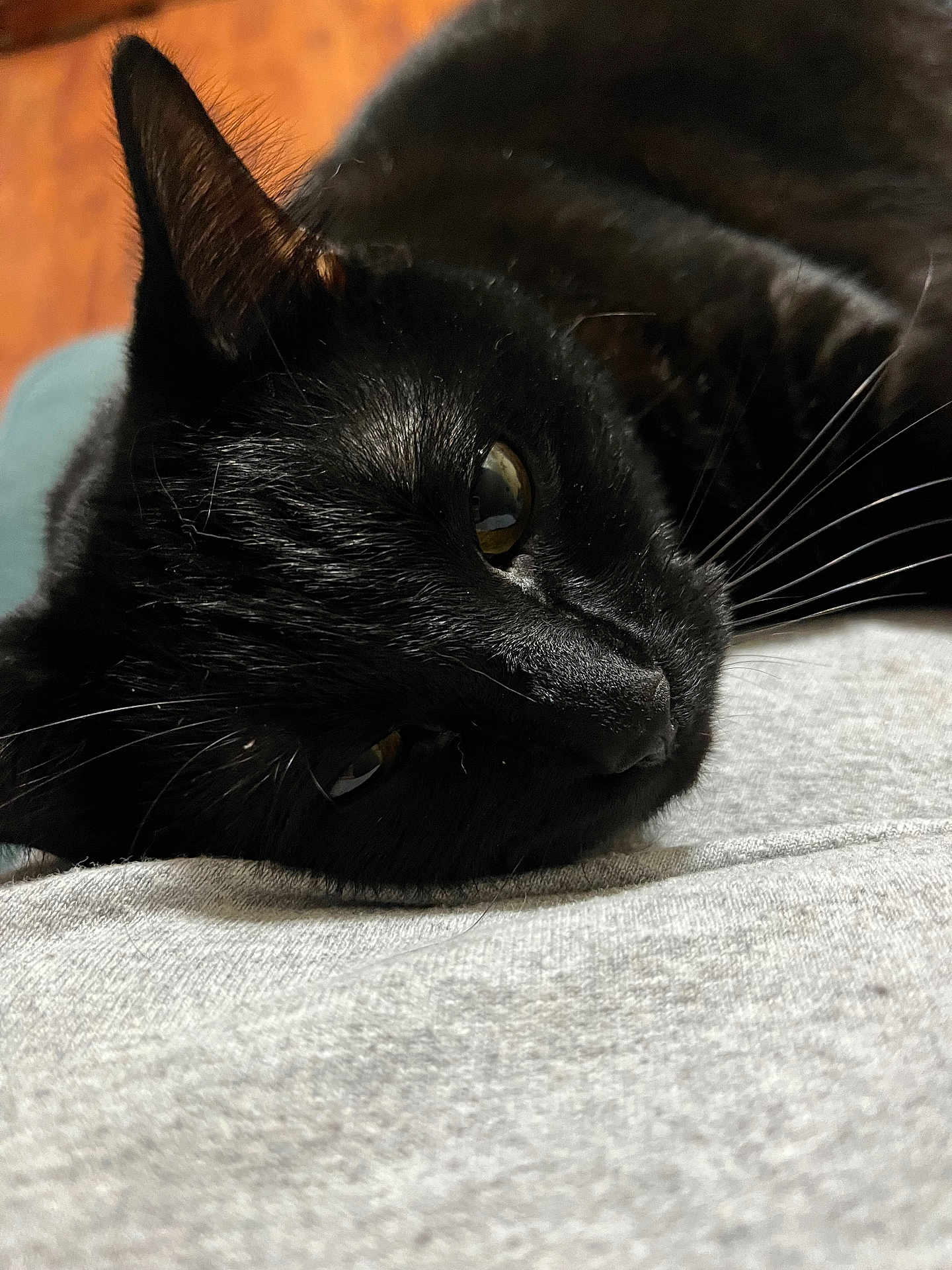 Midnight is registered to the contest to win money with this photo: black_cat, cat, pet, animal, close_up, lying_down, fur, whiskers, eye, reflection, indoor, gray_fabric, soft_texture, wood_floor, relaxed, calm, domestic_cat, mammal, cute, feline