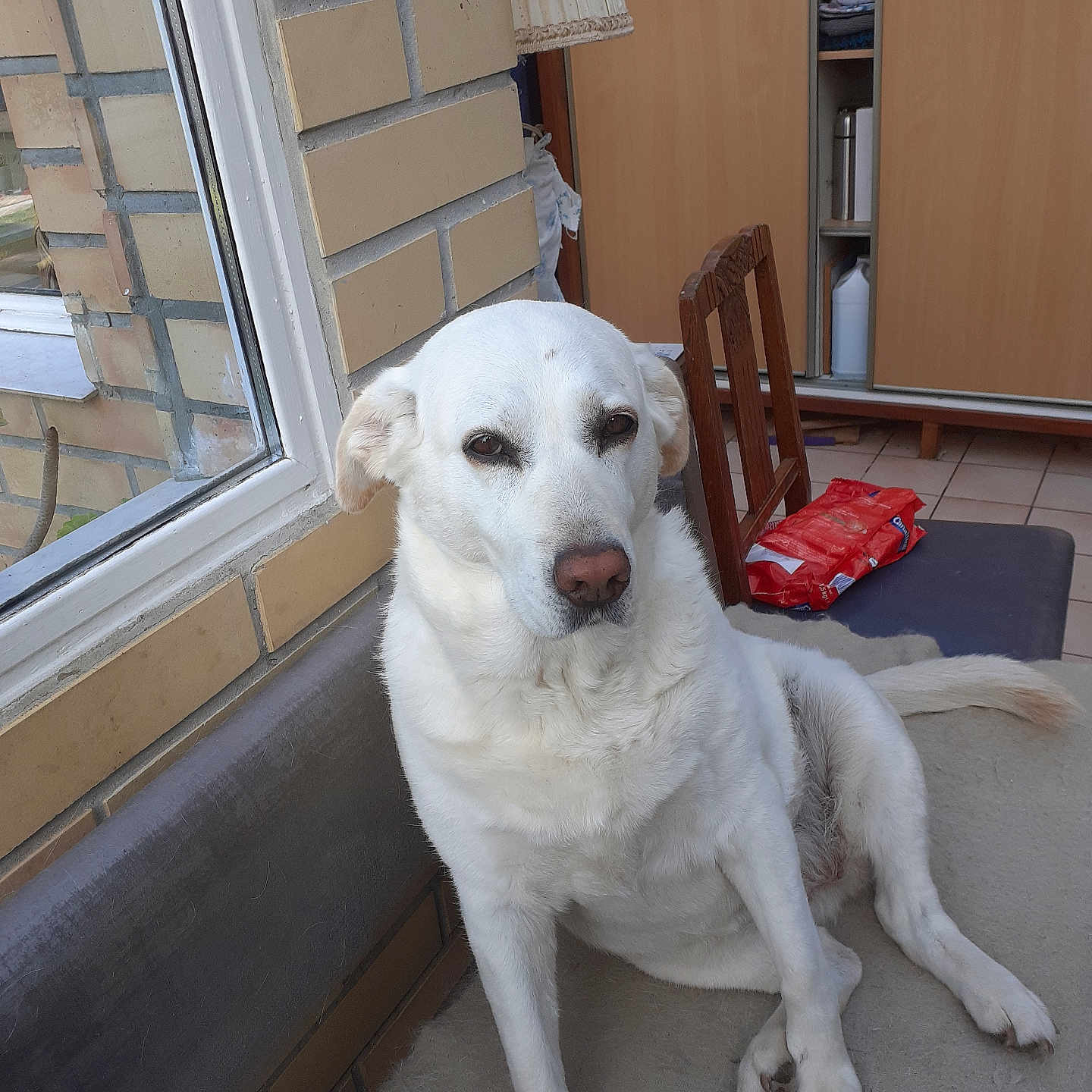 Lola a rejoint le concours — aidez-le/la à gagner de superbes lots ! accessories, animal, architecture, bag, building, canine, chair, dog, furniture, handbag, indoors, labradorretriever, lamp, livingroom, pet, plywood, room, tablelamp, window, wood