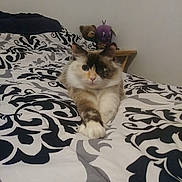 Jazzie is registered to the contest to win money with this photo: animal, bed, bedding, bedroom, black, cat, cute, decor, fur, furniture, indoor, pattern, paws, pet, plush, relaxing, resting, stuffed_toy, table, white
