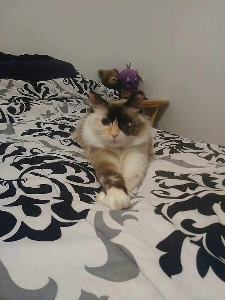 Jazzie
