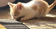 Ying is registered to the contest to win money with this photo: animal, carpet, cat, cozy, curious, cute, ears, floor, furniture, indoor, kitten, orange_and_white, pet, small, soft, sunlight, tail, texture, whiskers, young