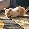 Ying is registered to the contest to win money with this photo: kitten, cat, orange_and_white, indoor, carpet, sunlight, curious, furniture, pet, small, cute, animal, floor, texture, soft, whiskers, ears, tail, young, cozy