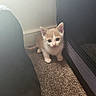 Ying is registered to the contest to win money with this photo: animal, carpet, cat, closeup, curious, cute, domestic, ears, feline, floor, fur, home, indoor, kitten, light, pet, shadow, small, whiskers, young