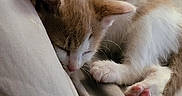 Ying is registered to the contest to win money with this photo: kitten, cat, sleeping, fur, paw, cozy, soft, rest, cute, pet, animal, domestic, whiskers, closeup, relaxation, indoor, feline, tiny, pink_paw, curled_up