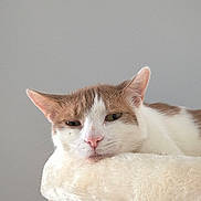 Ying joined the competition — help win amazing prizes! animal, brown_and_white, cat, closeup, cream_color, cute, domestic, ears, feline, fluffy, fur, indoor, mammal, nose, pet, relaxed, resting, sleepy, soft, whiskers
