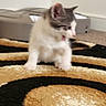 Ying And Yang joined the competition — help win amazing prizes! animal, blurry, carpet, cat, cute, domestic, feline, floor, fur, home, indoor, kitten, mouth_open, pattern, paws, pet, playful, small, whiskers, young