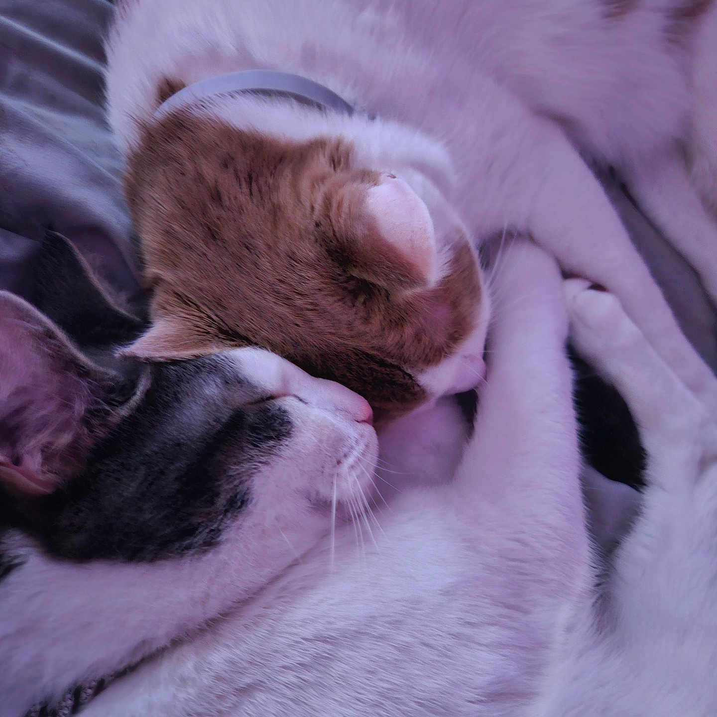 Ying And Yang is registered to the contest to win money with this photo: animal, bed, cat, cats, closeup, companion, cozy, cute, domestic_animal, ears, friendship, fur, indoor, nose, paws, pets, resting, sleeping, snuggling, whiskers