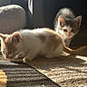 Ying And Yang joined the competition — help win amazing prizes! animal, carpet, cat, curious, cute, domestic, ears, feline, floor, indoor, kitten, pet, playful, shadow, small, soft, sunlight, two_animals, whiskers, young