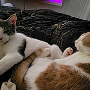 Ying And Yang is registered to the contest to win money with this photo: cat, feline, pet, animal, indoor, bed, blanket, resting, sleeping, fur, tail, paw, cute, cozy, domestic, mammal, two_cats, relaxed, companion, friendship