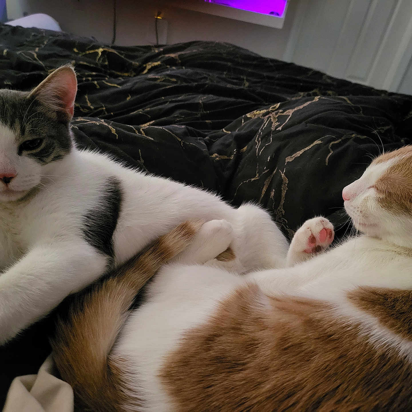 Ying And Yang is registered to the contest to win money with this photo: animal, bed, blanket, cat, companion, cozy, cute, domestic, feline, friendship, fur, indoor, mammal, paw, pet, relaxed, resting, sleeping, tail, two_cats