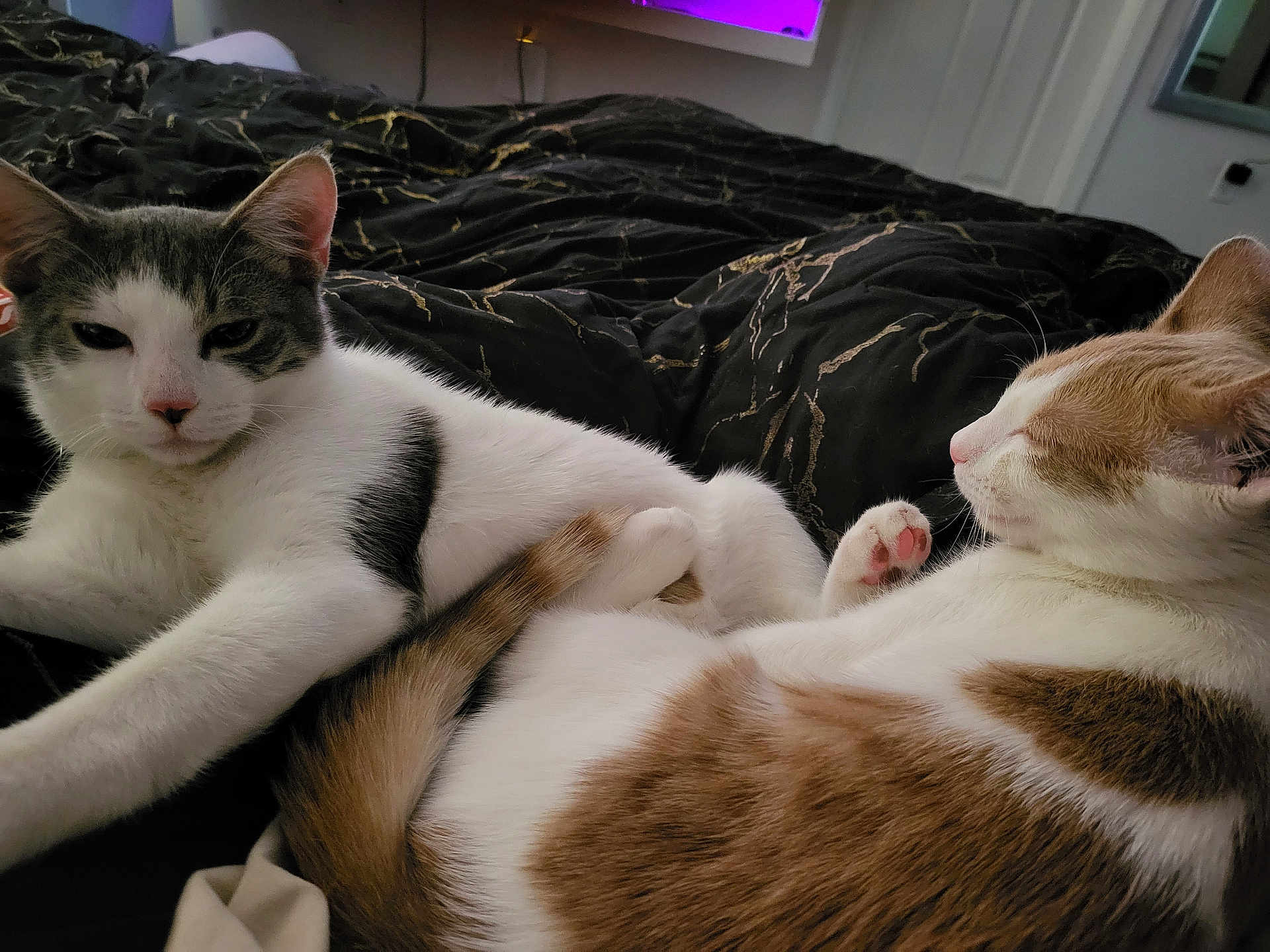 Ying And Yang is registered to the contest to win money with this photo: cat, feline, pet, animal, indoor, bed, blanket, resting, sleeping, fur, tail, paw, cute, cozy, domestic, mammal, two_cats, relaxed, companion, friendship