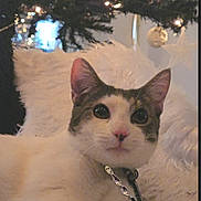 Yang is registered to the contest to win money with this photo: abyssinian, accessories, animal, cat, face, fir, head, jewelry, kitten, lighting, manx, nature, necklace, outdoors, person, pet, plant, pottedplant, snow, tree