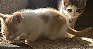 Yang joined the competition — help win amazing prizes! animal, carpet, cat, cozy, curious, cute, ears, exploring, feline, fur, home, indoor, kitten, pet, playing, shadow, small, sunlight, tail, whiskers