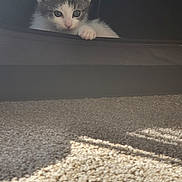 Yang joined the competition — help win amazing prizes! animal, carpet, cat, cozy, curious, cute, dark_background, fabric, feline, indoor, kitten, paw, peek, pet, playful, resting, shadow, small, sunlight, young