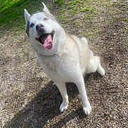 Orus a rejoint le concours — aidez-le/la à gagner de superbes lots ! dog, husky, animal, pet, outdoor, grass, gravel, happy, tongue_out, sitting, canine, nature, sunlight, daytime, mammal, friendly, playful, fur, ears, smiling