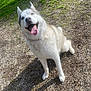 dog, husky, animal, pet, outdoor, grass, gravel, happy, tongue_out, sitting, canine, nature, sunlight, daytime, mammal, friendly, playful, fur, ears, smiling