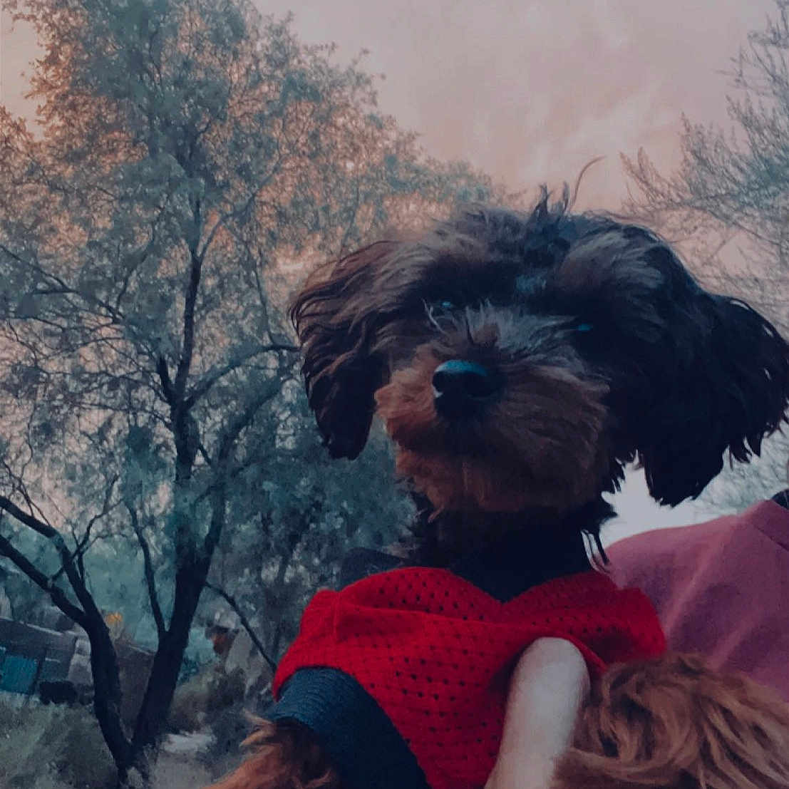 Duke is registered to the contest to win money with this photo: eyewear, fashion_accessory, fawn, feather, fun, fur, fur_clothing, grass, happy, head, headgear, headpiece, leaf, long_hair, shoulder, sky, standing, stock_photography, tree, vintage_clothing