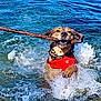 dog, water, splash, stick, red_life_jacket, outdoor, lake, animal, pet, playful, fetch, canine, swimming, happy, summer, nature, active, fun, water_sport, adventure