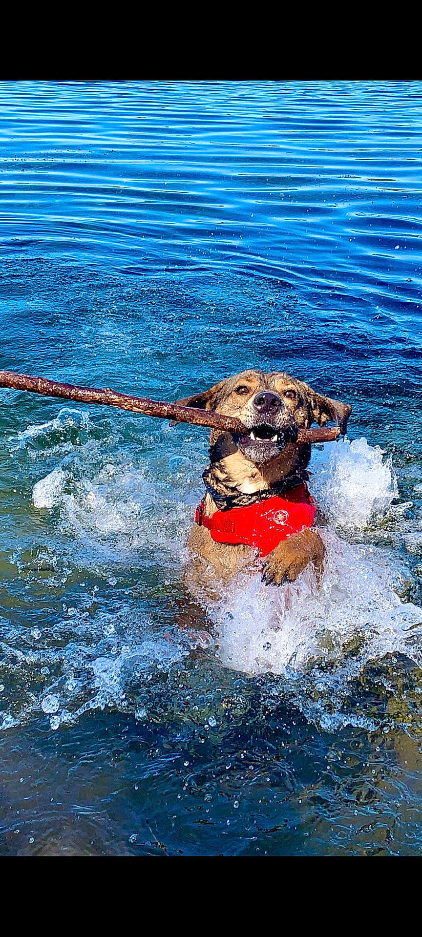 Oso joined the competition — help win amazing prizes! dog, water, splash, stick, red_life_jacket, outdoor, lake, animal, pet, playful, fetch, canine, swimming, happy, summer, nature, active, fun, water_sport, adventure