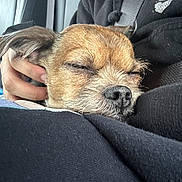 Coco joined the competition — help win amazing prizes! dog, sleeping, close_up, brown_dog, pet, hand, lap, indoor, cozy, relaxed, furry, animal, companion, cute, resting, portrait, warm, comfort, snuggle, casual