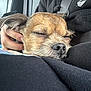 dog, sleeping, close_up, brown_dog, pet, hand, lap, indoor, cozy, relaxed, furry, animal, companion, cute, resting, portrait, warm, comfort, snuggle, casual