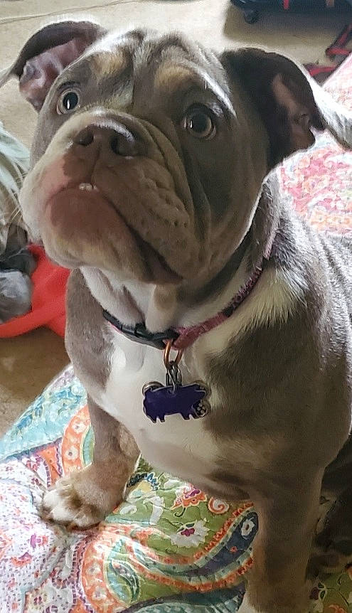 Beretta joined the competition — help win amazing prizes! bulldog, canidae, carnivore, collar, companion_dog, dog, dog_breed, dog_collar, fawn, fur, leash, liver, molosser, snout, sporting_group, terrestrial_animal, toy_dog, whiskers, working_animal, wrinkle