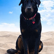 Ando a rejoint le concours — aidez-le/la à gagner de superbes lots ! dog, canine, pet, sitting, beach, sand, sky, sunny, collar, tag, black_fur, brown_markings, portrait, outdoors, paws, tail, ears, attentive, sunlight, horizon