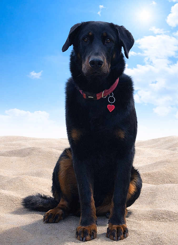 Ando a rejoint le concours — aidez-le/la à gagner de superbes lots ! dog, canine, pet, sitting, beach, sand, sky, sunny, collar, tag, black_fur, brown_markings, portrait, outdoors, paws, tail, ears, attentive, sunlight, horizon