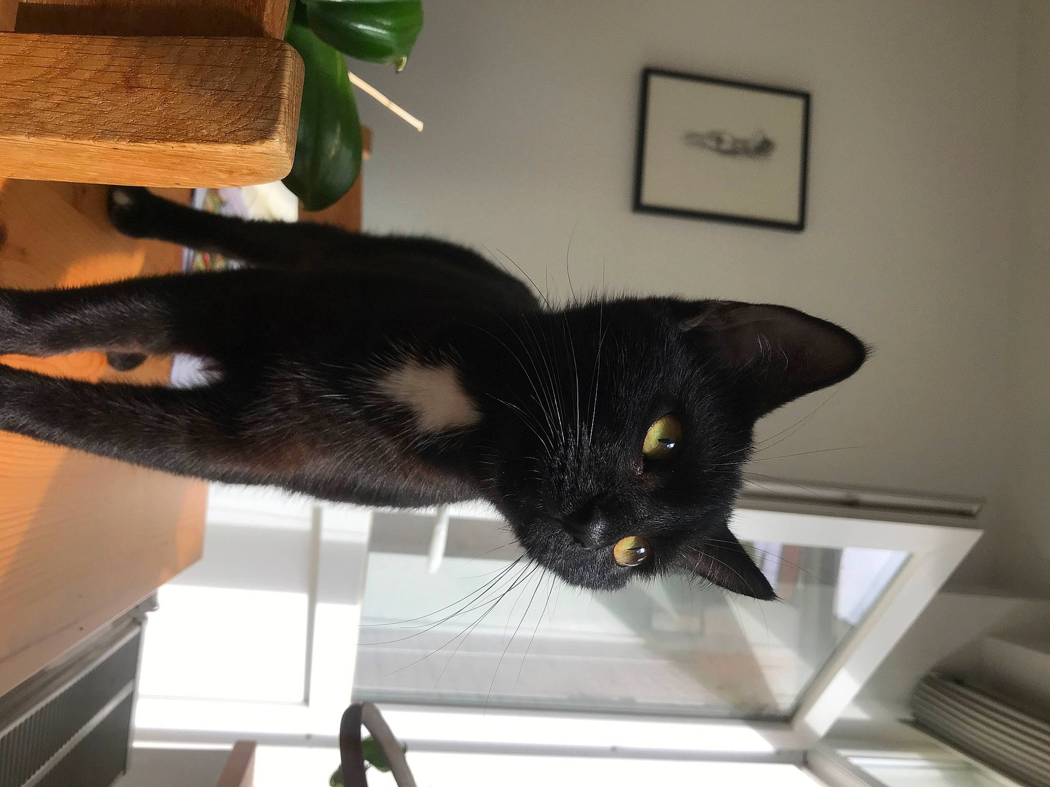 Ninja participe au concours pour gagner de l'argent avec cette photo : black_cat, bombay, carnivore, cat, comfort, domestic_short_haired_cat, felidae, fur, houseplant, plant, room, small_to_medium_sized_cats, tail, whiskers