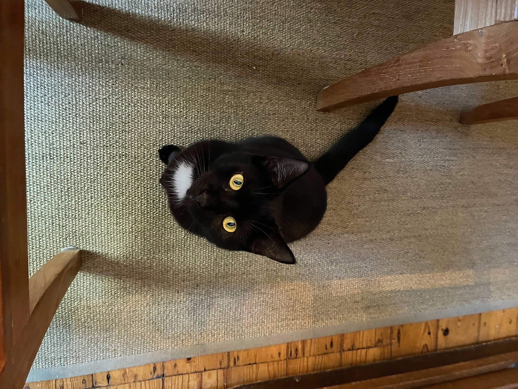 Ninja participe au concours pour gagner de l'argent avec cette photo : black_cat, bombay, carnivore, cat, domestic_short_haired_cat, felidae, fur, grey, hardwood, measuring_instrument, office_ruler, plywood, rectangle, ruler, small_to_medium_sized_cats, tail, tape_measure, whiskers, wood, wood_stain