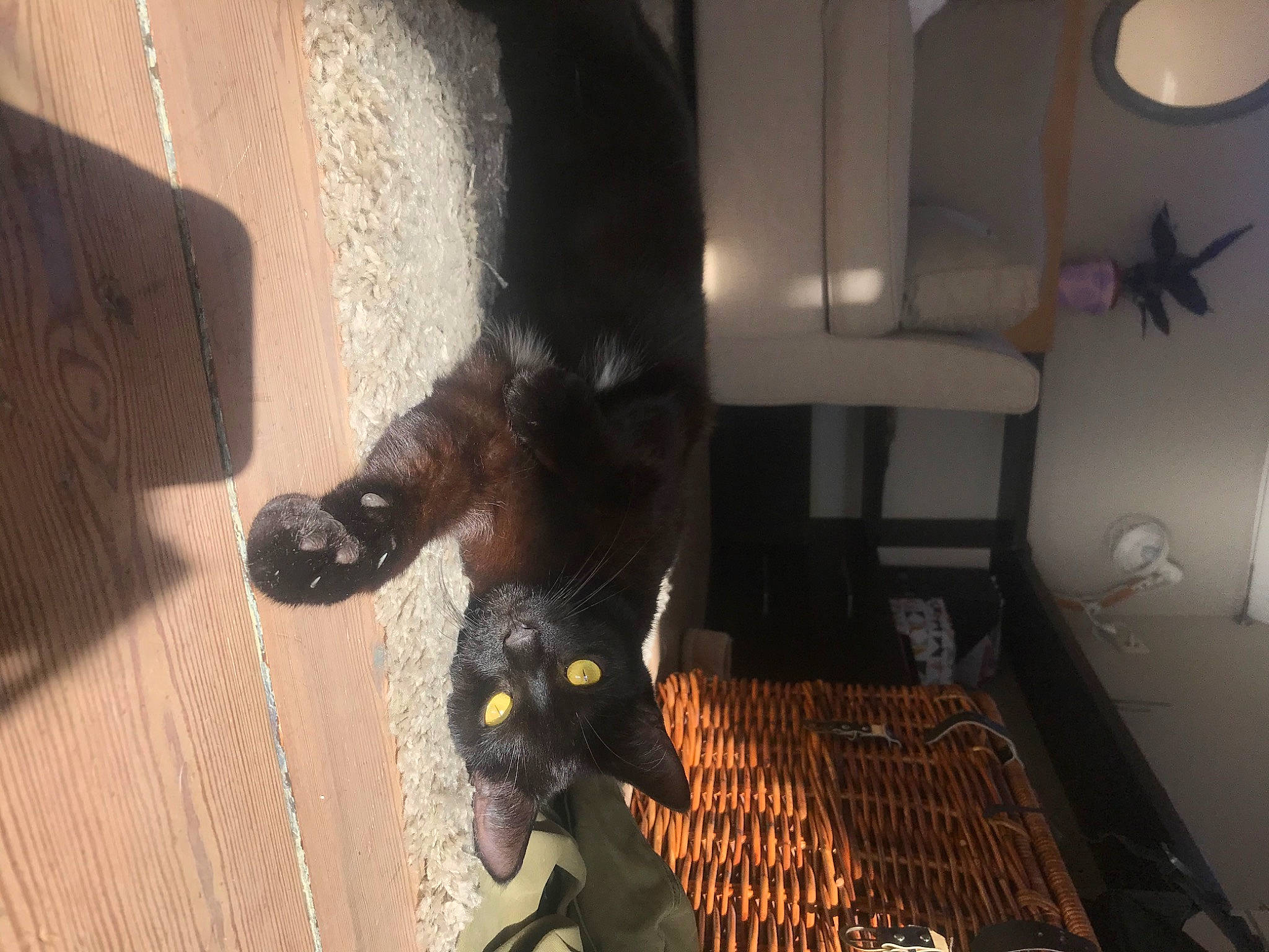 Ninja a rejoint le concours — aidez-le/la à gagner de superbes lots ! black_cat, bombay, carnivore, cat, comfort, dog_breed, domestic_short_haired_cat, felidae, flooring, foot, fur, hardwood, human_leg, light, mechanical_fan, room, small_to_medium_sized_cats, tail, whiskers, wood