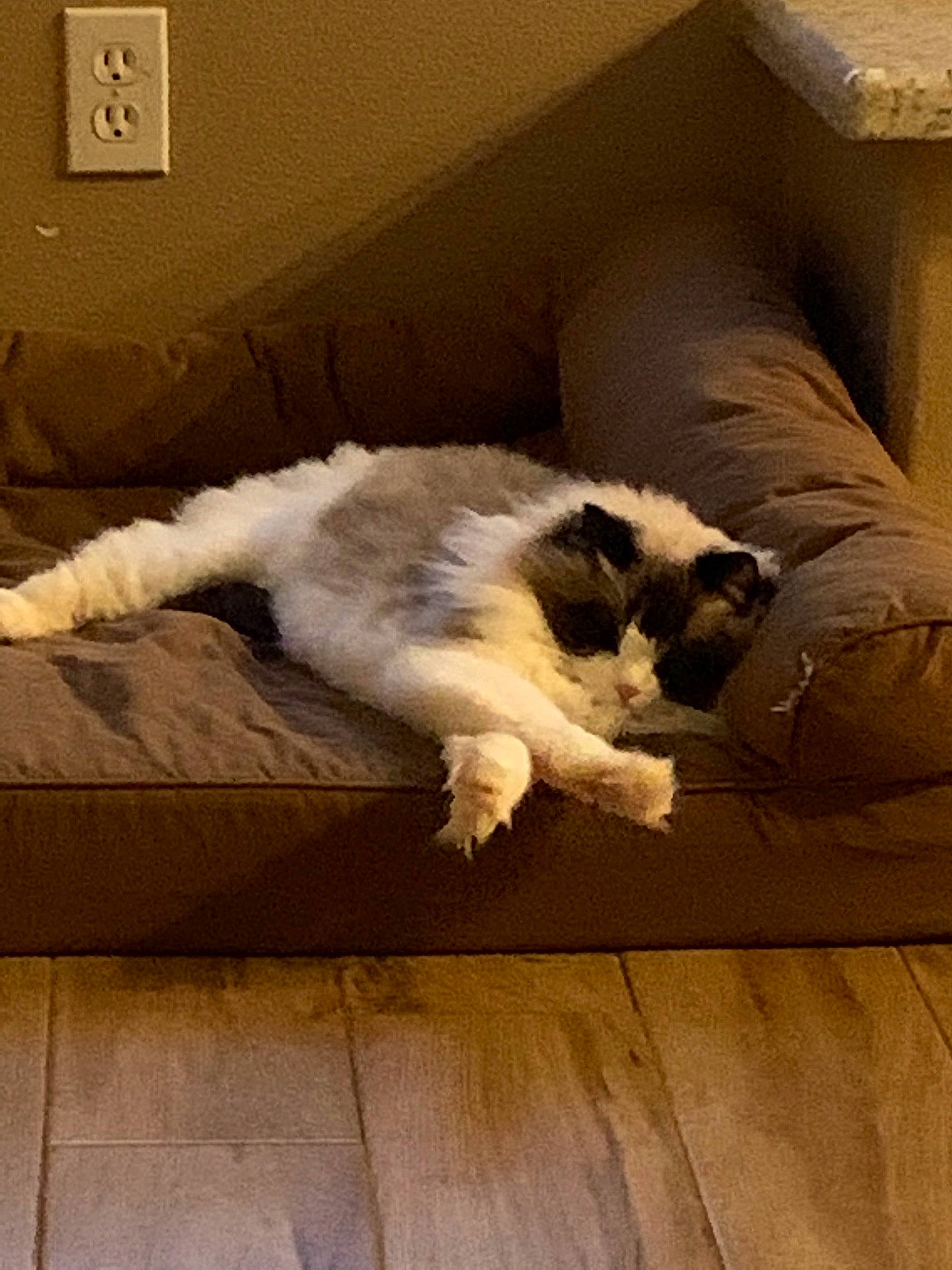 Lazy Luna is registered to the contest to win money with this photo: canidae, carnivore, cat, felidae, floor, flooring, fur, hardwood, paw, room, small_to_medium_sized_cats, sporting_group, tail