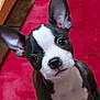 Dee Dee is registered to the contest to win money with this photo: puppy, dog, black_and_white, ears, face, pet, animal, cute, indoor, carpet, red_background, looking_up, young, fur, whiskers, nose, eyes, close_up, portrait, adorable